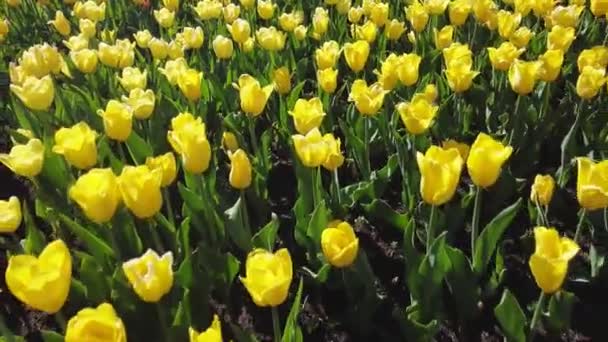 Um canteiro de flores de tulipas amarelas em flor balançando no vento, vista superior — Vídeo de Stock