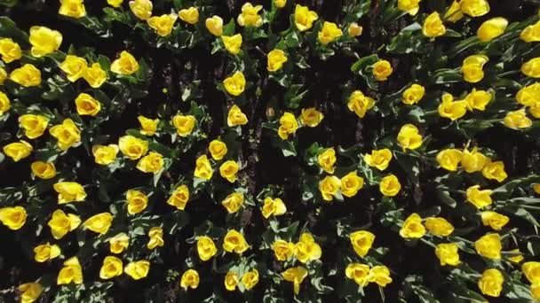 Žluté tulipány na květinovém záhonu houpající se ve větru pohled shora střílející zdola nahoru — Stock video