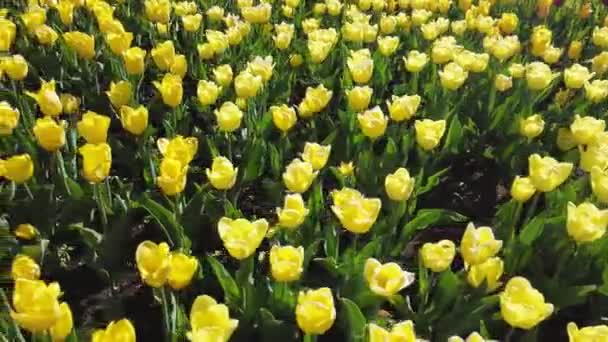 Žluté tulipány v rozkvětu kymácející se ve větru. — Stock video