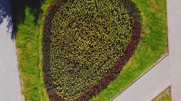 Muchos tulipanes amarillos y rojos en una cama de flores vista superior. — Vídeos de Stock