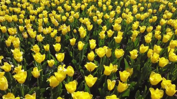 Tulipes jaunes et rouges sur un lit de fleurs, oscillant dans le vent, la caméra se déplace créant une vue de dessus — Video