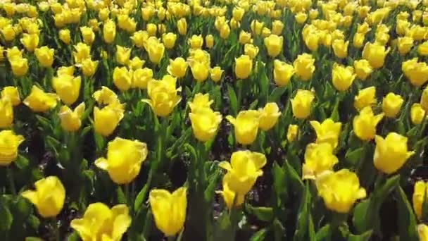 Žluté tulipány v rozkvětu kymácející se ve větru — Stock video