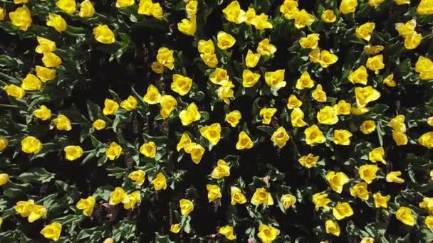 Tulipas amarelas em um canteiro de flores balançando no tiro vista superior do vento em um círculo — Vídeo de Stock