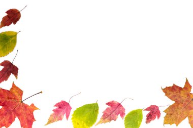 Beyaz arkaplanda farklı renkte sonbahar yapraklarından çerçeve.