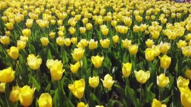 Sarı parlak laleler rüzgarda sallanıyor..