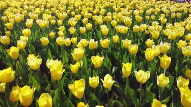 Žluté jasné tulipány houpající se ve větru horní pohled. — Stock video