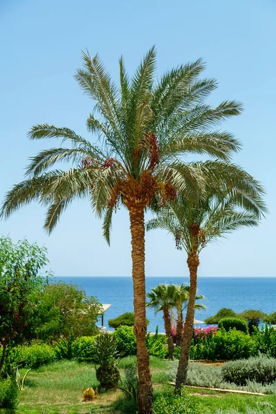 Gün batımından önce palmiye ağaçları denizin arka planına karşı. Dikey fotoğraf