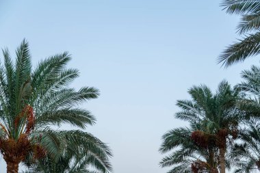 Gün batımından önce gökyüzüne karşı Palm tepeleri. Yatay fotoğraf
