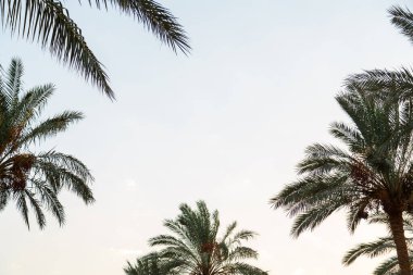 Çerçevenin kenarlarında mavi gökyüzüne karşı hurma yaprakları var. Yatay fotoğraf