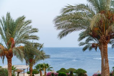 Mavi Deniz 'in arka planında hurma ağaçları vardır. Yatay fotoğraf.
