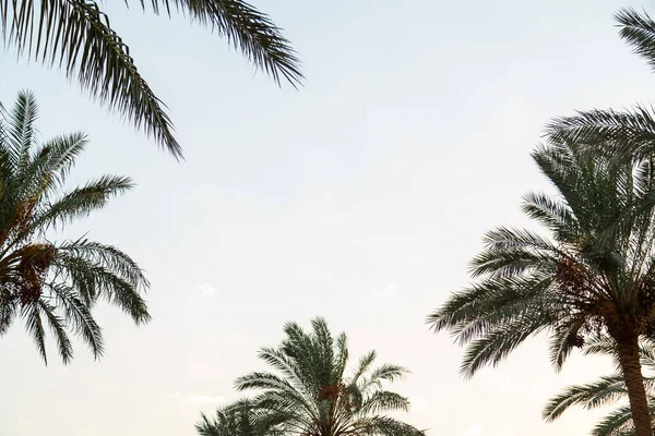 Datumpalmbladeren Rond Randen Van Het Frame Tegen Blauwe Lucht Horizontale — Stockfoto