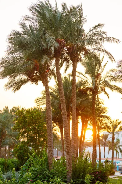 Hurma ağaçları, gün batımının arka tarafında yer almaktadır. Dikey fotoğraf