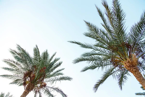 Hojas Palmera Datilera Sobre Fondo Cielo Azul Fotografía Horizontal — Foto de Stock