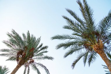 Mavi gökyüzünün arka planında yeşil yapraklı palmiye dalları vardır. Yatay fotoğraf