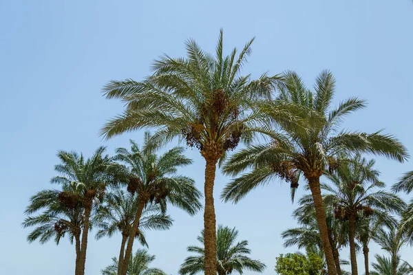 Gün Batımından Önce Gökyüzüne Karşı Palm Tepeleri Yatay Fotoğraf — Stok fotoğraf