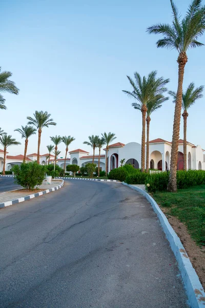 Şehre giden yol boyunca palmiye ağaçları. Dikey fotoğraf