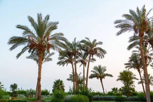 Date palm trees are on the background of the blue sky. Horizontal photo