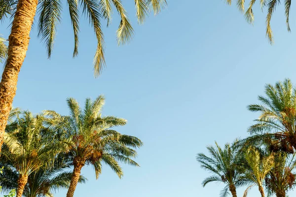 Tops Date Palms Blue Clear Sky Horizontal Photo — Stock Photo, Image