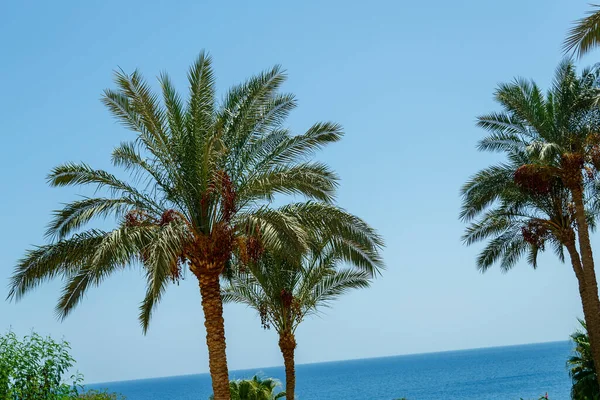 Palmeras Sobre Fondo Del Mar Cielo Fotografía Horizontal — Foto de Stock