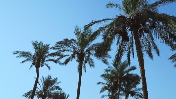 Rüzgarda sallanan palmiyeler mavi gökyüzüne karşı — Stok video