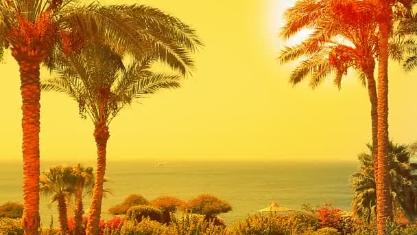 Rüzgarda sallanan palmiyeler, ışıldayan sarı denizin ve gökyüzünün arka planına karşı. — Stok video