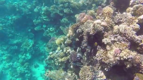サンゴ礁と水中ビデオで通過する太陽からのグレア — ストック動画