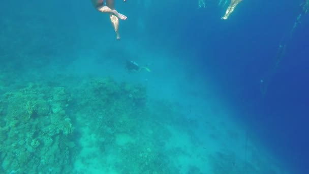 Aqualaginists εξερεύνηση του υποβρύχιου κόσμου και κοραλλιογενή ύφαλο στο βυθό της θάλασσας και στα πόδια των ανθρώπων κολύμπι. — Αρχείο Βίντεο