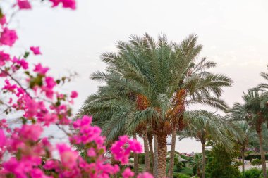 Hurma ağaçları ve gökyüzüne uzanan pembe çalılar. Yatay fotoğraf