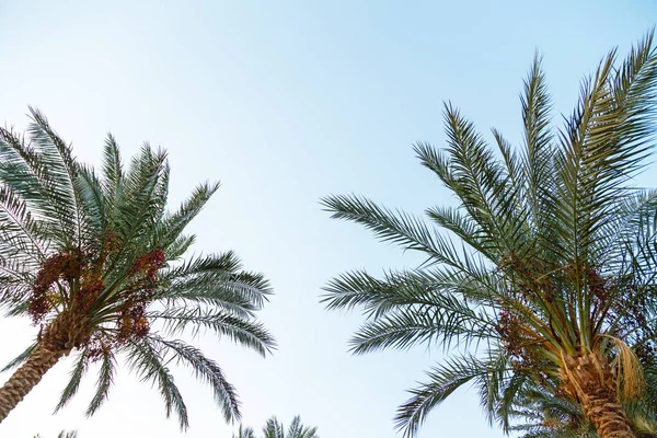 Tops Date Palms Background Light Sky Horizontal Photo — Stock Photo, Image