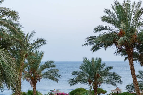 海の海岸と青空を背景にナツメヤシの木 横写真 — ストック写真