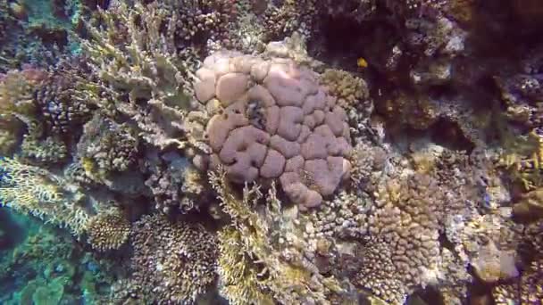 Korallrevet är nära ytan av vattnet och bländning från solen passerar av fisken är undervattensvideo — Stockvideo