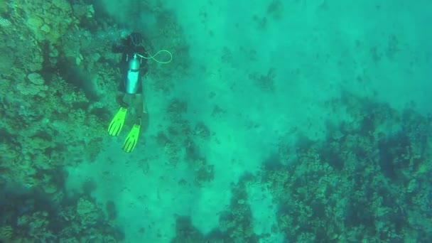 Aqualagnistas explorando o mundo subaquático e o recife de coral no fundo do mar — Vídeo de Stock