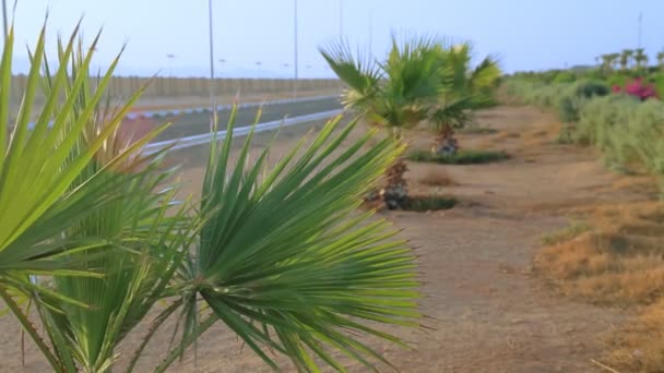 Cesta v blízkosti letiště v Egyptě je v blízkosti palem a kvetoucích keřů — Stock video