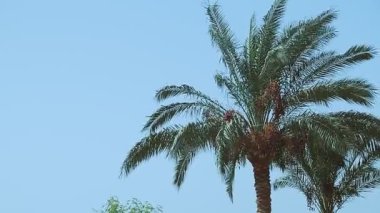 Hurma ağacının tomurcuğu yere yaslanır. Boşluğu kopyala