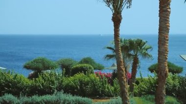 Deniz açık bir günde, ön planda hurma ağaçları ve yeşil bitkiler...