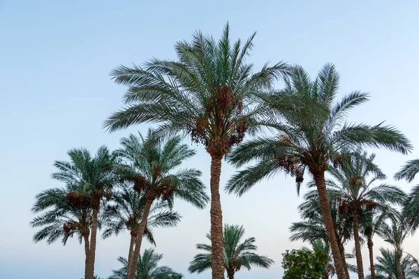 Palmeras antes del atardecer sobre el fondo del cielo nocturno. — Foto de Stock