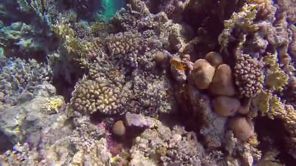 O recife de coral está perto da superfície da água e o brilho do sol passando pelo peixe é vídeo subaquático — Vídeo de Stock