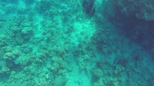 Aqualaginists exploring the underwater world and coral reef — Stock Video