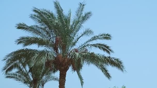 La palmera datilera se balancea en el viento contra un cielo azul — Vídeos de Stock