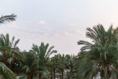 Hurma ağaçlarının tomurcukları sarkmış, meyveler içinde. Yatay fotoğraf