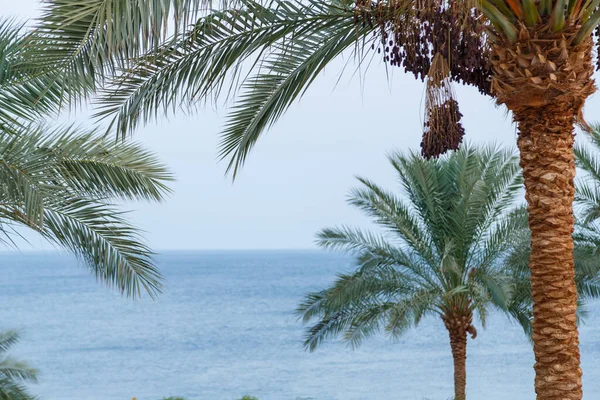 Palmeras Datileras Con Frutos Sobre Fondo Cielo Azul Claro Mar — Foto de Stock