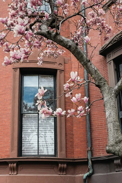 Boston atrás bay magnolias — Fotografia de Stock