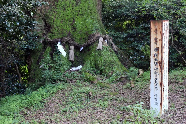 別府にある日本の神社には 神事用の紙を貼った神木があります 2019年6月撮影 — ストック写真