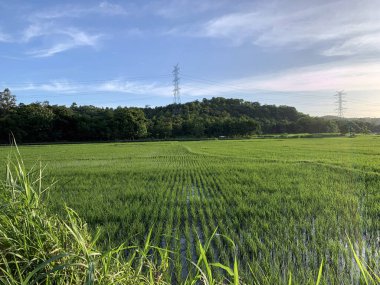 Java, Endonezya 'daki pirinç veya çeltik tarlası.