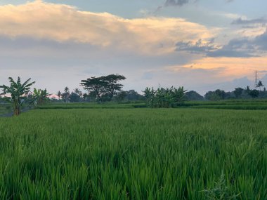 Java, Endonezya 'daki pirinç veya çeltik tarlası.