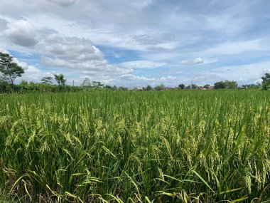 Java, Endonezya 'daki pirinç veya çeltik tarlasına yakın..