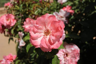 Renkli çiçekler Alhambra Granada Temmuz 2024