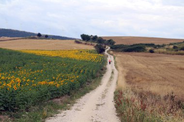 Navarra İspanya 2024 'te çiftlikleri ve açık kırsal manzarası olan Camino de Santiago boyunca kirli bir yolda bisiklet sürmek.