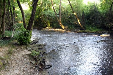 Larrasoana ve Akerreta 'dan Irotz Navarra' ya giden yoğun ağaçların arasından geçen nehir Temmuz 2024