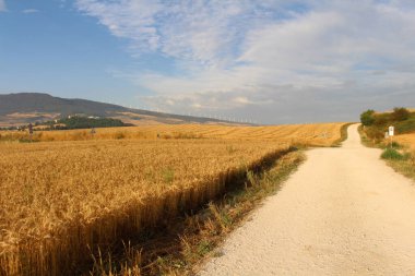 Altın buğday tarlası tarlası Cizur Menor 'dan sonra Galar, Navarra İspanya' da Camino de Santiago boyunca Temmuz 2024